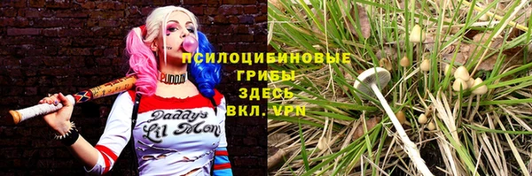 стафф Алзамай